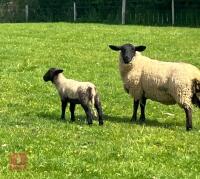 SUFFOLK HOGG SINGLE COUPLE BIDS PER LIFE