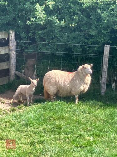 CHAROLLAIS X HOGG SINGLE COUPLE BIDS PER LIFE