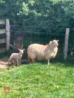 CHAROLLAIS X HOGG SINGLE COUPLE BIDS PER LIFE