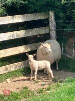 CHAROLLAIS X HOGG SINGLE COUPLE BIDS PER LIFE - 2