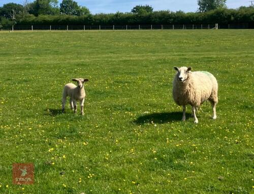 TEXEL X 6T SINGLE COUPLE BIDS PER LIFE