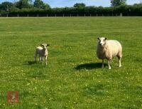 TEXEL X 6T SINGLE COUPLE BIDS PER LIFE