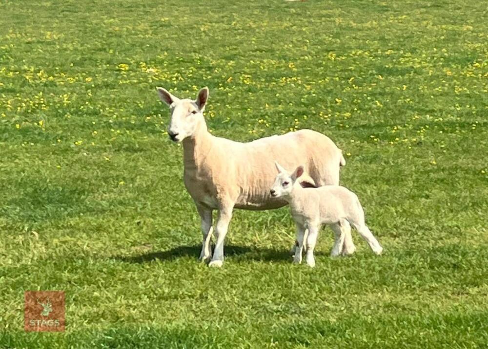PURE CHEVIOT HOGG SINGLE COUPLE BIDS PER LIFE