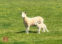 PURE CHEVIOT HOGG SINGLE COUPLE BIDS PER LIFE