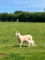 PURE CHEVIOT HOGG SINGLE COUPLE BIDS PER LIFE - 2