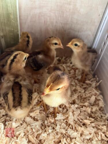 5 X 2 WEEK OLD CHICKS BIDS PER LIFE