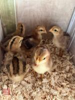 5 X 2 WEEK OLD CHICKS BIDS PER LIFE - 2