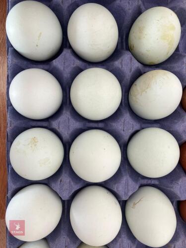 12 CRESTED CREAM LEGBAR HATCHING EGGS BIDS FOR THE DOZEN