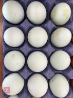 12 CRESTED CREAM LEGBAR HATCHING EGGS BIDS FOR THE DOZEN