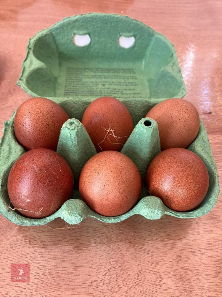 6 COPPER MARAN HATCHING EGGS BIDS FOR THE 1/2 DOZEN