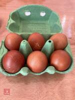 6 COPPER MARAN HATCHING EGGS BIDS FOR THE 1/2 DOZEN