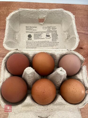 6 WELLSUMMER HATCHING EGGS BIDS FOR THE 1/2 DOZEN