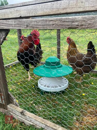 TRIO OF WELLSUMMER LARGE FOWL BIDS PER LIFE