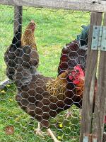 TRIO OF WELLSUMMER LARGE FOWL BIDS PER LIFE - 2
