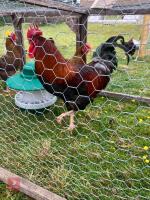 TRIO OF WELLSUMMER LARGE FOWL BIDS PER LIFE - 3