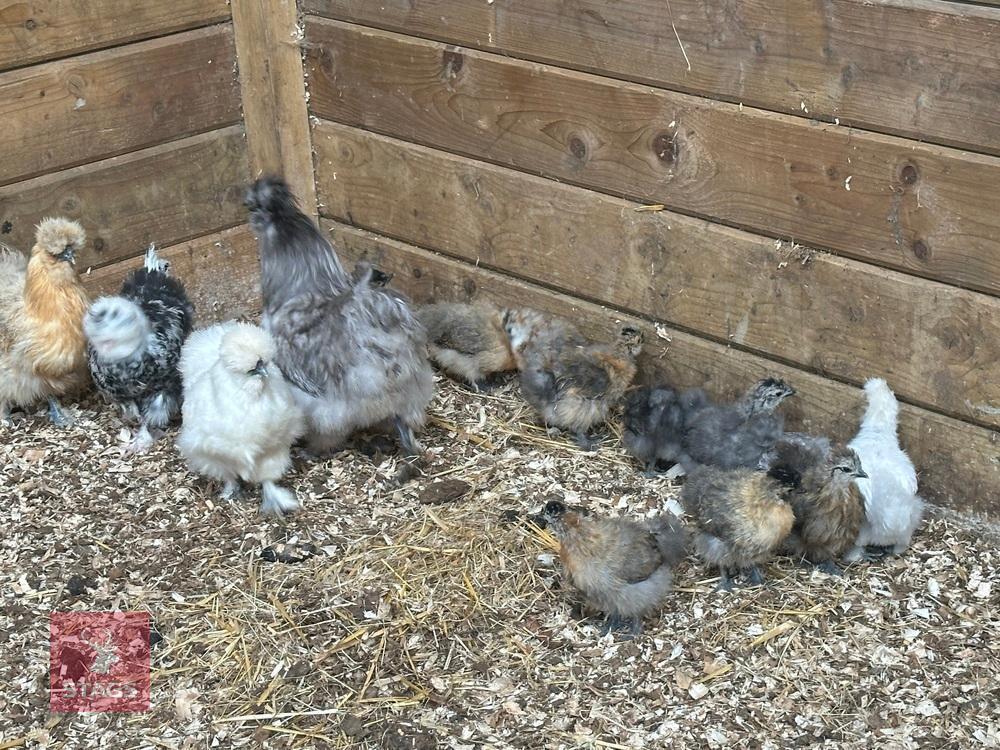 8 X 3WK PUREBRED SILKIES BIDS PER LIFE