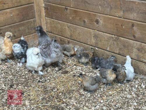 8 X 3WK PUREBRED SILKIES BIDS PER LIFE