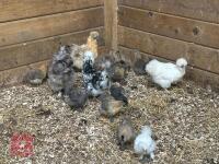 8 X 3WK PUREBRED SILKIES BIDS PER LIFE - 2