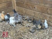 8 X 3WK PUREBRED SILKIES BIDS PER LIFE - 3
