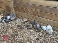 8 X 3WK PUREBRED SILKIES BIDS PER LIFE - 4