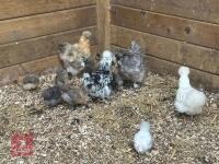 8 X 3WK PUREBRED SILKIES BIDS PER LIFE - 6