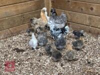 8 X 3WK PUREBRED SILKIES BIDS PER LIFE - 8