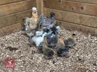 8 X 3WK PUREBRED SILKIES BIDS PER LIFE - 11