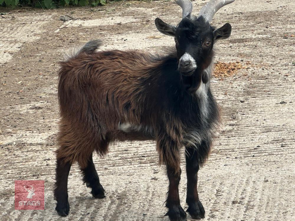 7MO BILLY PYGMY GOAT
