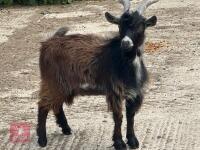 7MO BILLY PYGMY GOAT