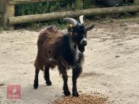 7MO BILLY PYGMY GOAT - 2
