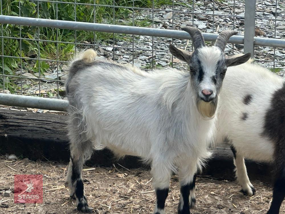7MO BILLY PYGMY GOAT