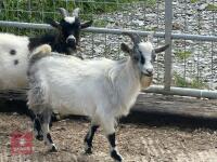 7MO BILLY PYGMY GOAT - 2