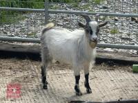 7MO BILLY PYGMY GOAT - 4