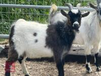 7MO BILLY PYGMY GOAT