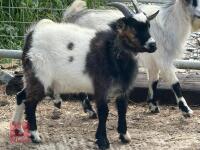 7MO BILLY PYGMY GOAT - 3