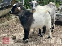 7MO BILLY PYGMY GOAT - 4