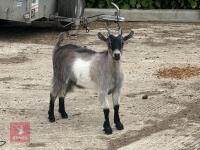 6MO PYGMY NANNY GOAT