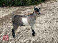 6MO PYGMY NANNY GOAT - 2