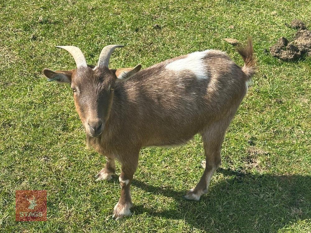 2 PYGMY NANNY GOATS BIDS PER LIFE