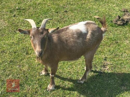 2 PYGMY NANNY GOATS BIDS PER LIFE