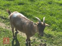2 PYGMY NANNY GOATS BIDS PER LIFE - 3