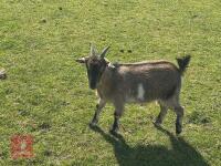 2 PYGMY NANNY GOATS BIDS PER LIFE - 4