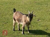 2 PYGMY NANNY GOATS BIDS PER LIFE - 5