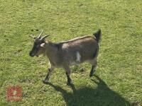 2 PYGMY NANNY GOATS BIDS PER LIFE - 6