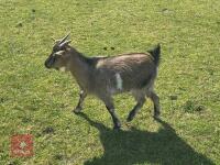 2 PYGMY NANNY GOATS BIDS PER LIFE - 7
