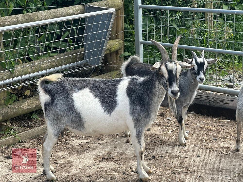 3YR PYGMY NANNY GOAT & KID BIDS PER LIFE