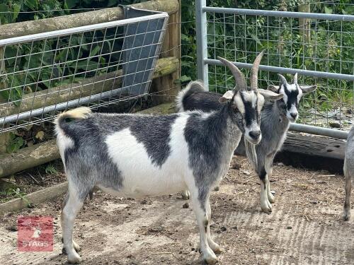 3YR PYGMY NANNY GOAT & KID BIDS PER LIFE