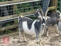 3YR PYGMY NANNY GOAT & KID BIDS PER LIFE - 3
