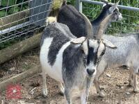 3YR PYGMY NANNY GOAT & KID BIDS PER LIFE - 6