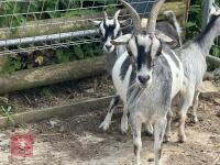 3YR PYGMY NANNY GOAT & KID BIDS PER LIFE - 7